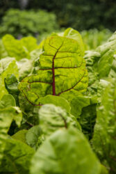 Growing Lettuce in the Yeo Valley Organic Garden