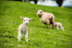 Yeo Valley Farms Sheep and Lamb